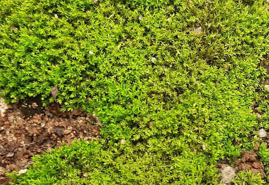 Ground Cover Plants for Floor Diversity
