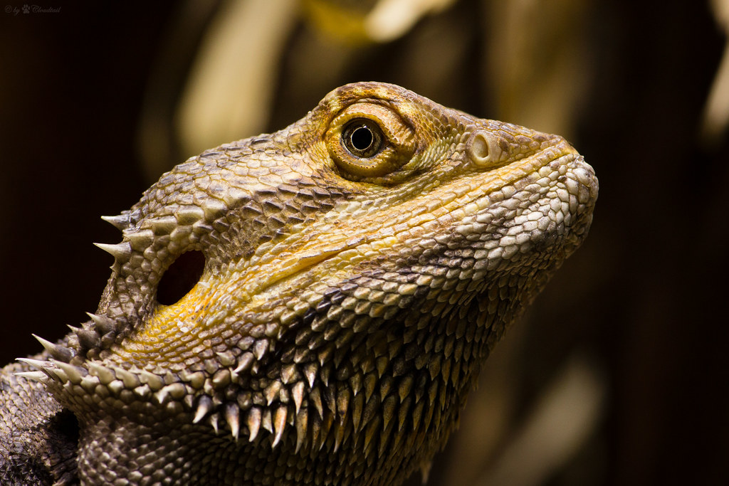 bearded dragon head with downlighting