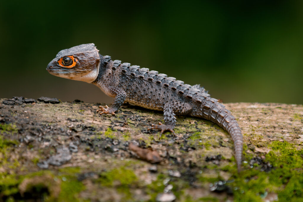 Red-Eyed Crocodile Skinks: Prehistoric Colors
