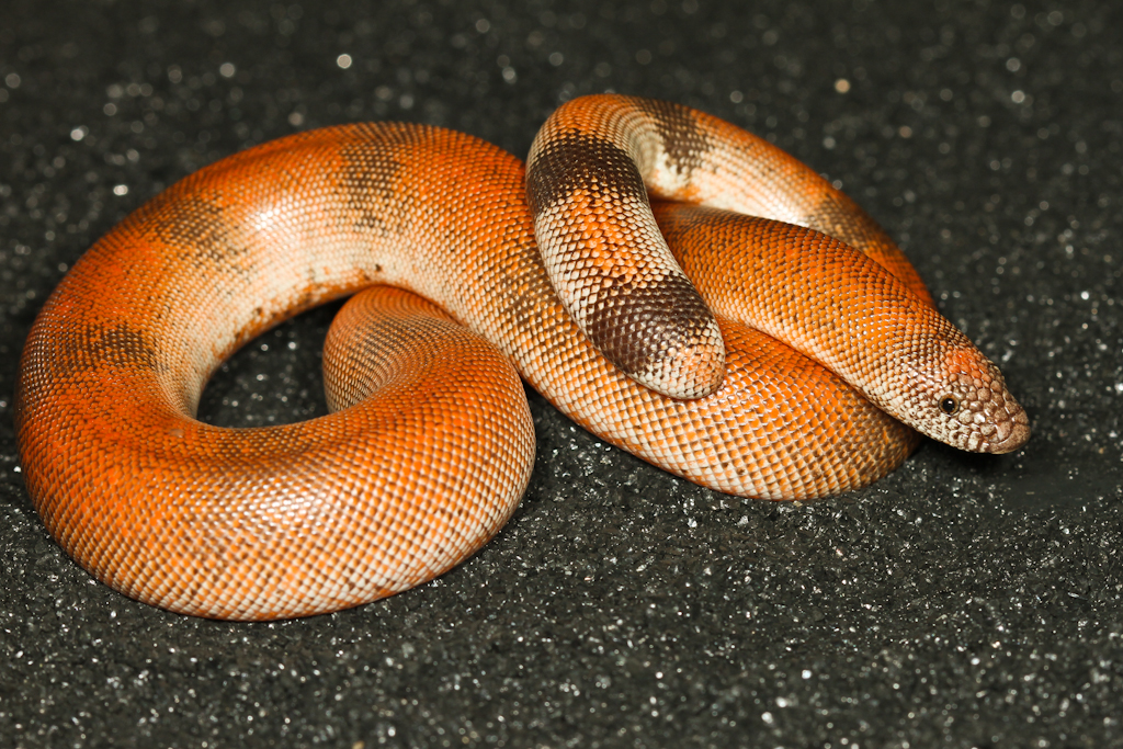 Sand Boas: Burrowing Beauties