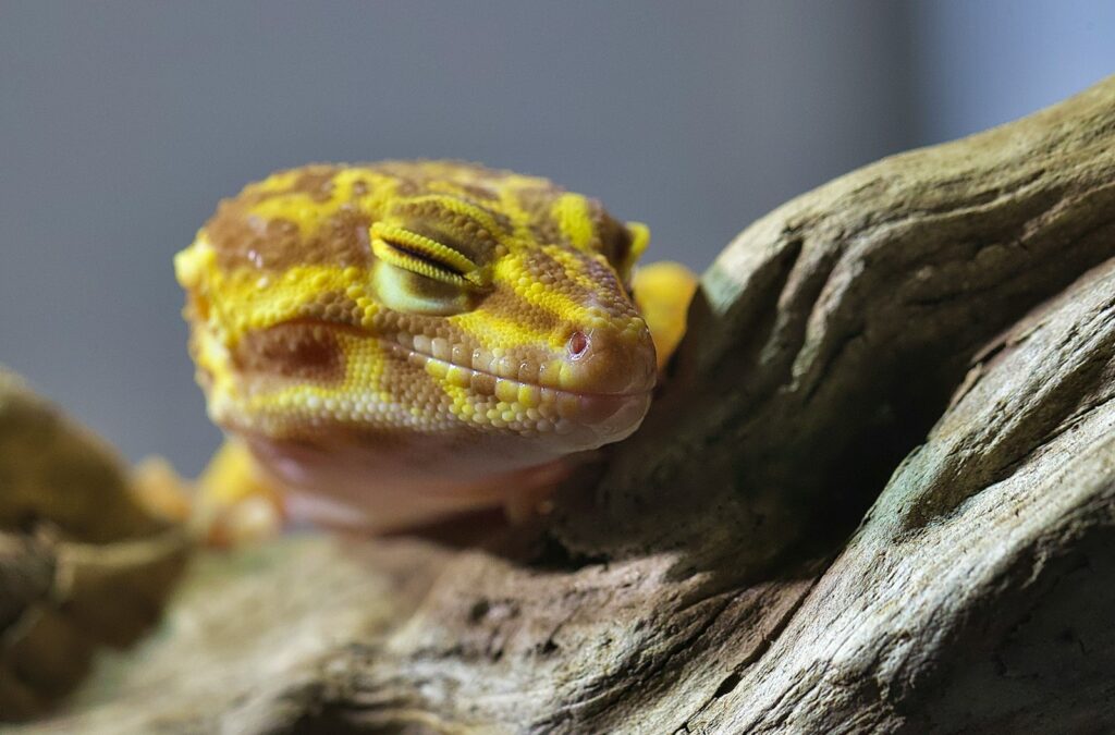 yellow and white leopard gecko on brown wood