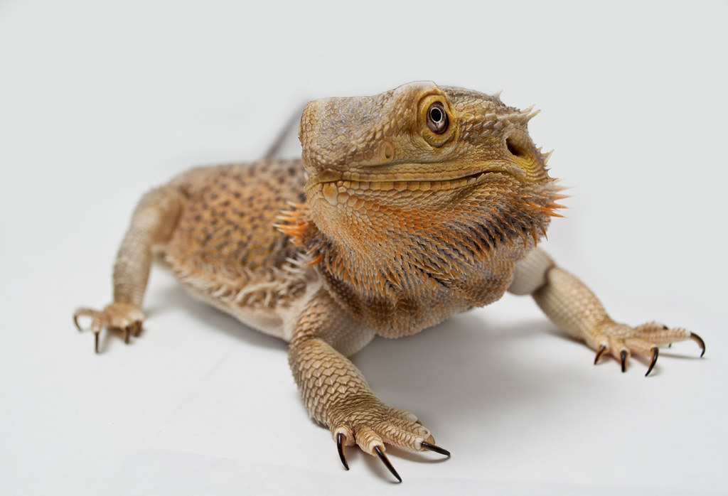 Bearded dragon on a white back ground