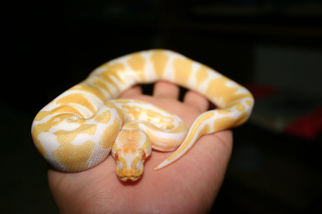 Yellow Albino Ball Python