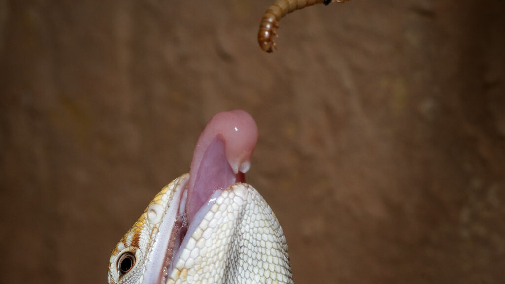 Bearded Dragon eating a meal worm