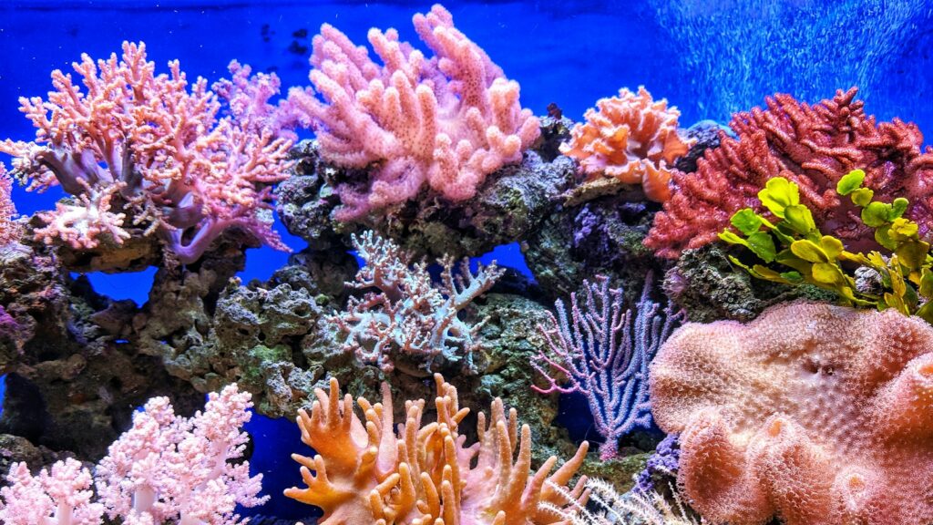 A vibrant coral reef with various colors and textures against a blue background.