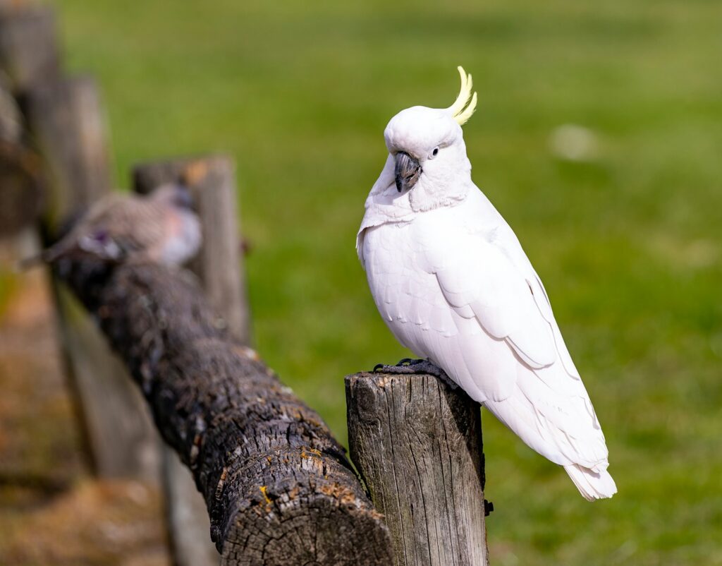 white cockatoo on a pole