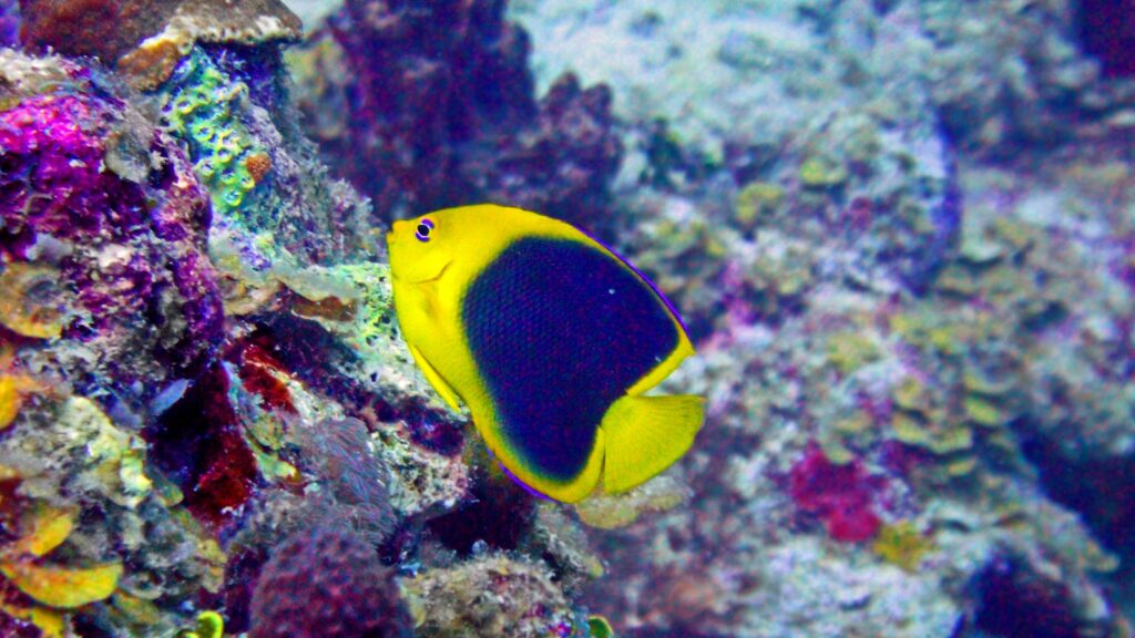 A yellow and dark blue fish swimming in a vibrant coral reef.