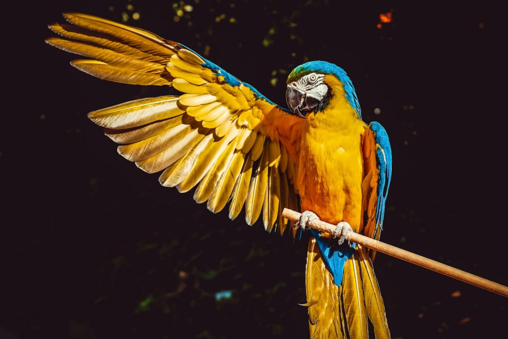 yellow blue and green macaw