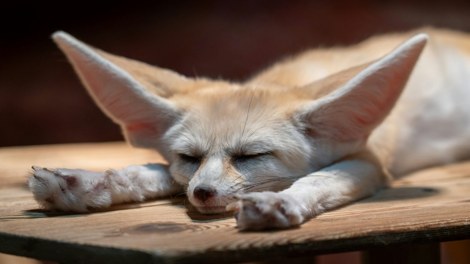 A small, light-colored Fennec fox with very large ears resting on a wooden table or platform.