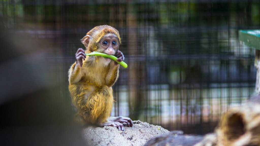 Cute baby monkey enjoying a vegetable snack, showcasing playful wildlife behavior in a zoo.