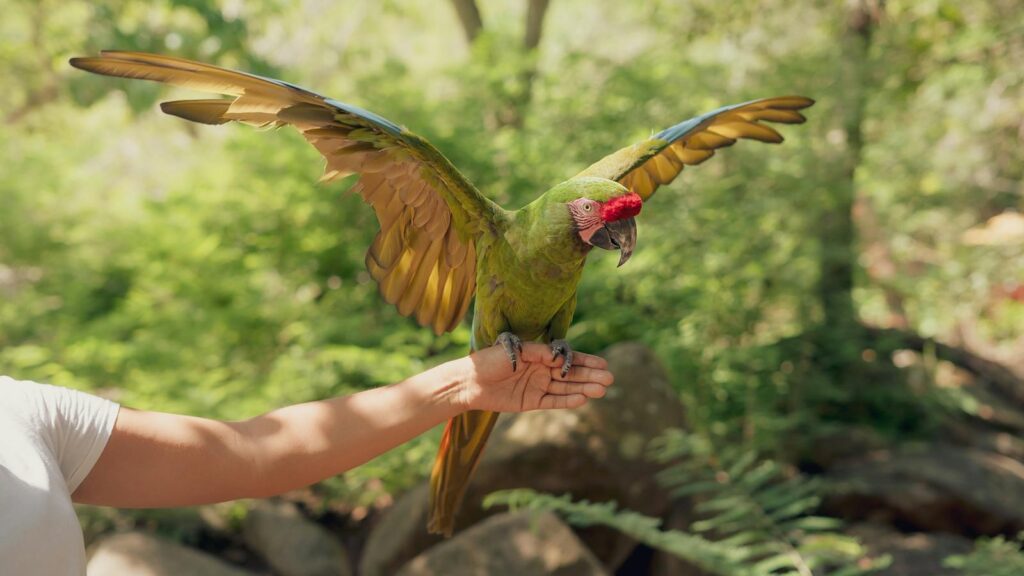 A vibrant green parrot spreads its wings while perched on a human arm in a lush outdoor setting.