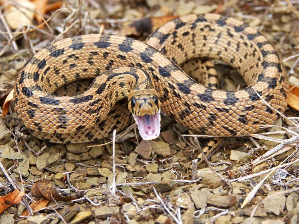 Venomous Species: Misunderstood and Persecuted