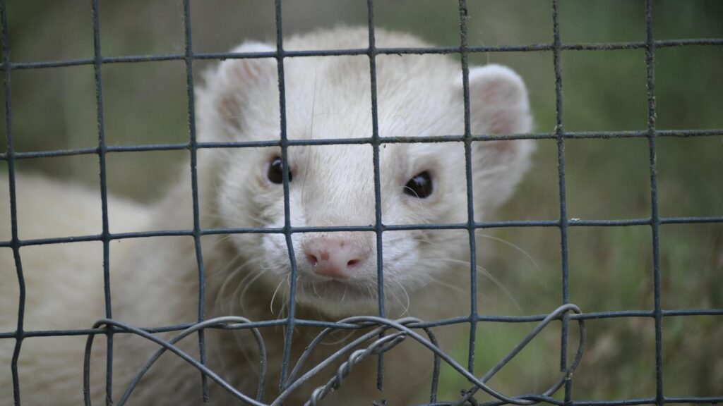 Close-up of a white ferret peering through a mesh fence, showcasing curiosity and cute features.