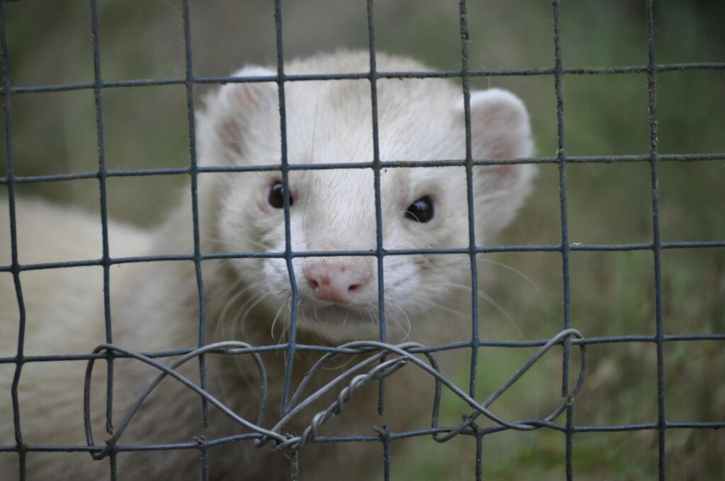 Close-up of a white ferret peering through a mesh fence, showcasing curiosity and cute features.