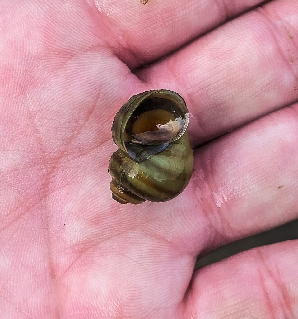 mystery snail
