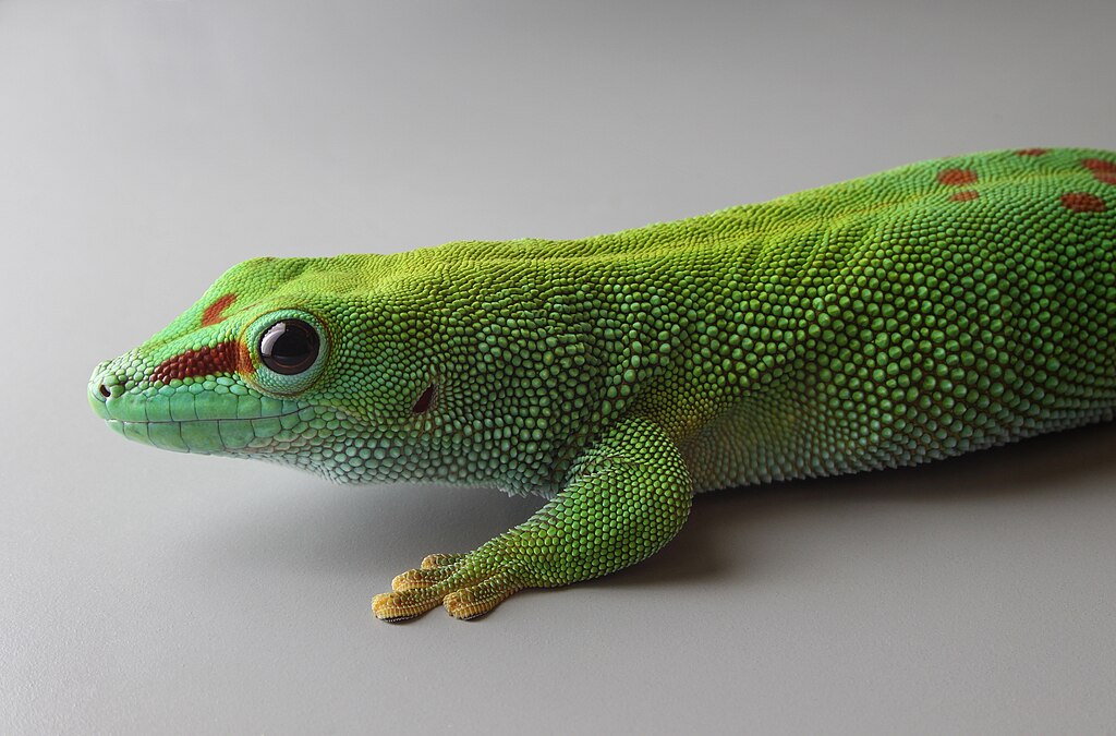 Madagascar Day Gecko on a white surface