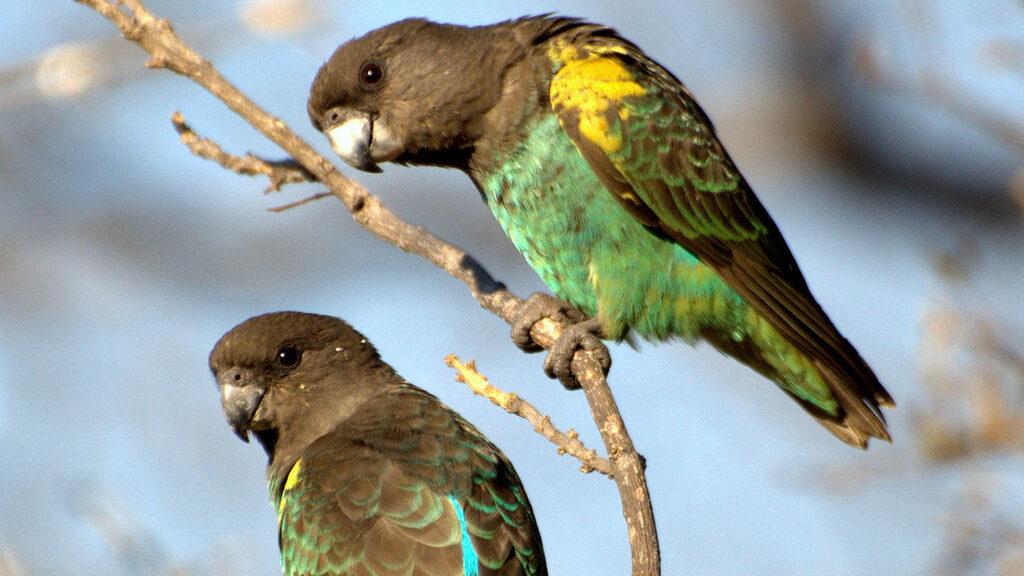 Two Meyer's Parrots in Zimbabwe