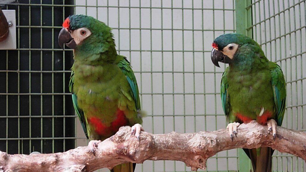 Blue-winged Macaw (also known as Illiger's Macaw)