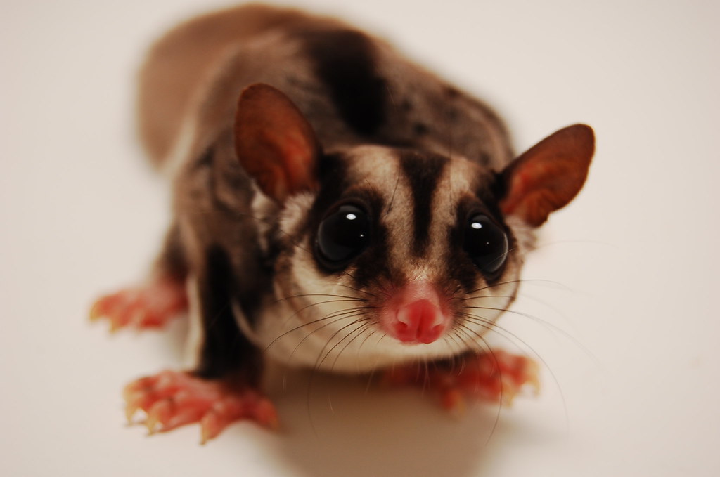 Sugar Glider on a white surface