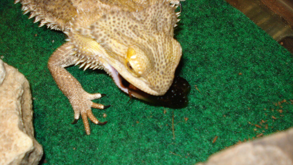 bearded dragon eat a meal in an enclosure