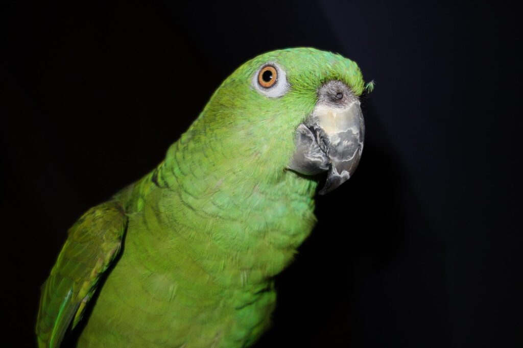 yellow-naped amazon, parrot, amazone, bird, nature, animal, green, beak, feathers, plumage