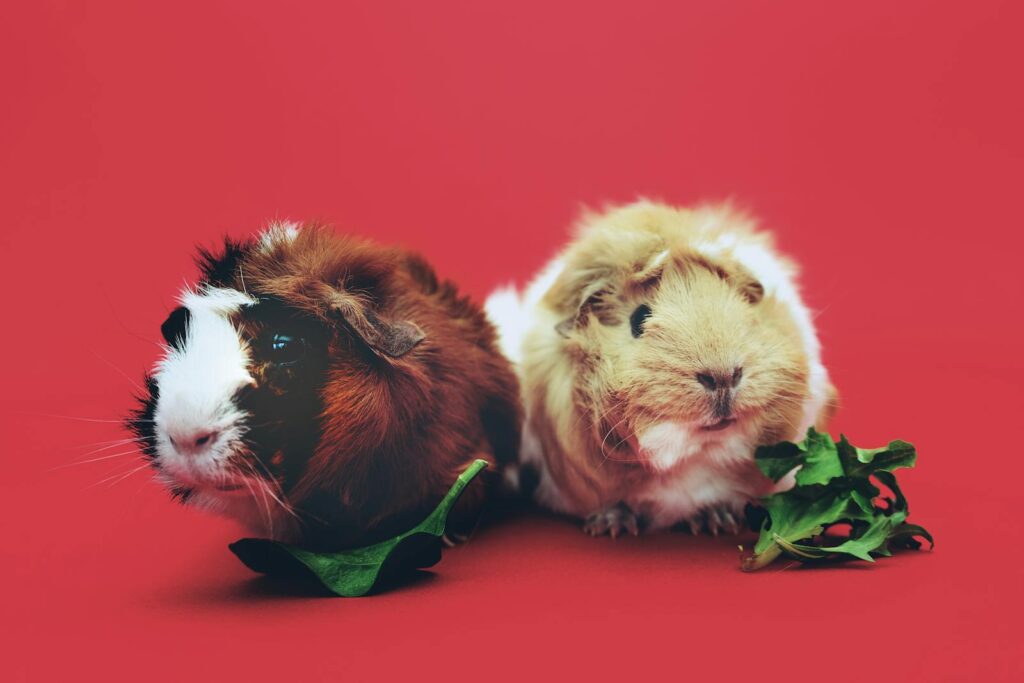 A cute pair of guinea pigs enjoying leaves against a vibrant red backdrop.