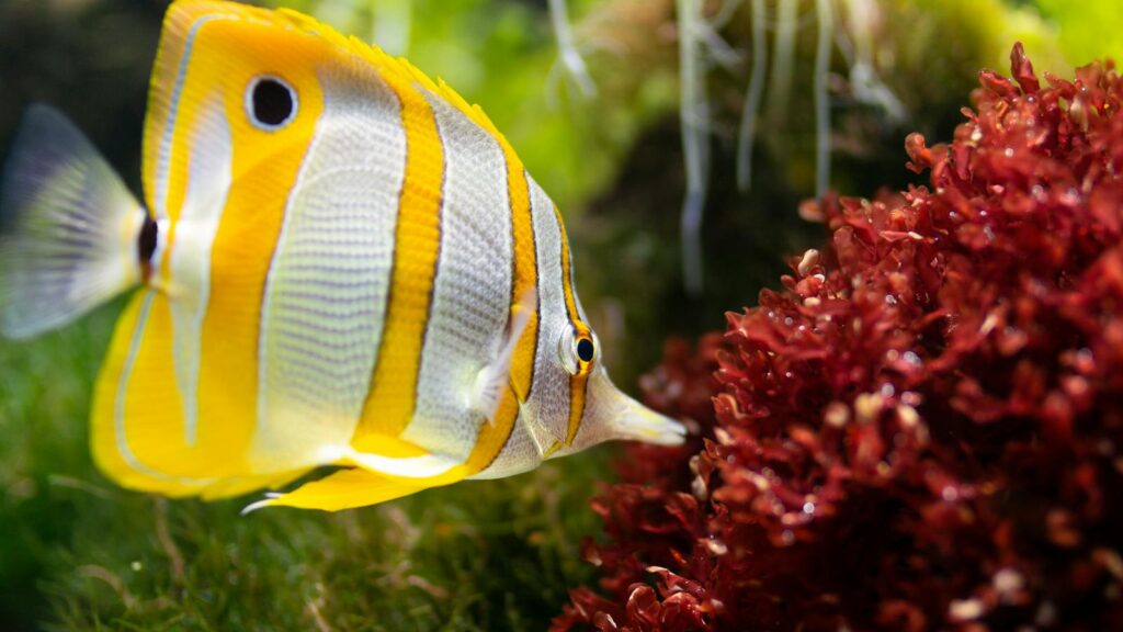 Butterfly fish exploring red coral in a lush underwater world, showcasing marine life beauty.