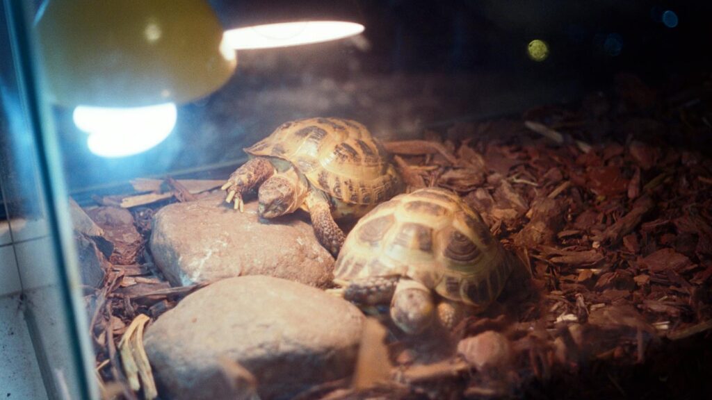 Two Russian tortoises bask under a heat lamp inside a terrarium filled with rocks and wood chips.
