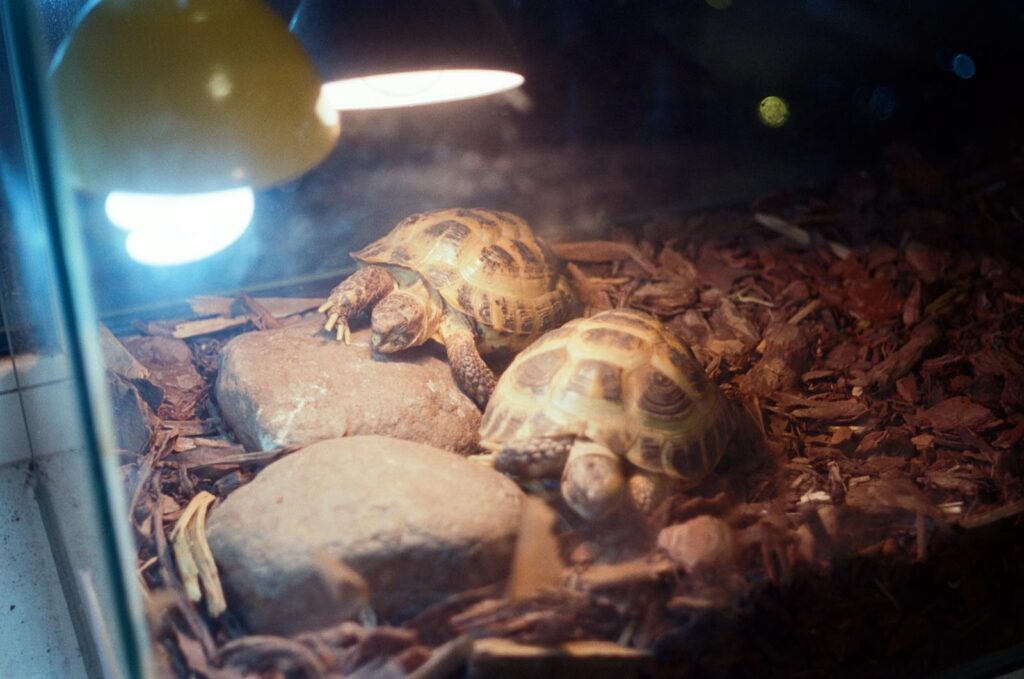 Two Russian tortoises bask under a heat lamp inside a terrarium filled with rocks and wood chips.