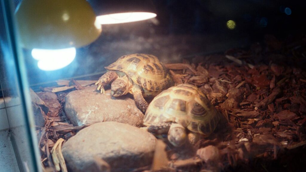Two Russian tortoises bask under a heat lamp inside a terrarium filled with rocks and wood chips.