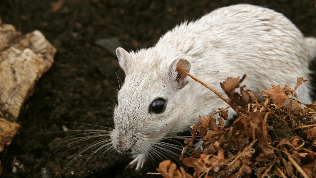 A detailed close-up of a white gerbil amidst brown dried leaves on dark soil.