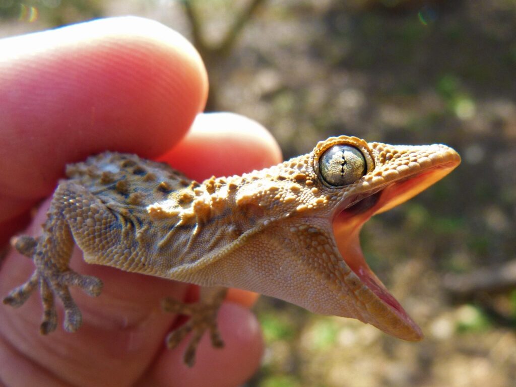 Mating Calls: Reproductive Vocalizations