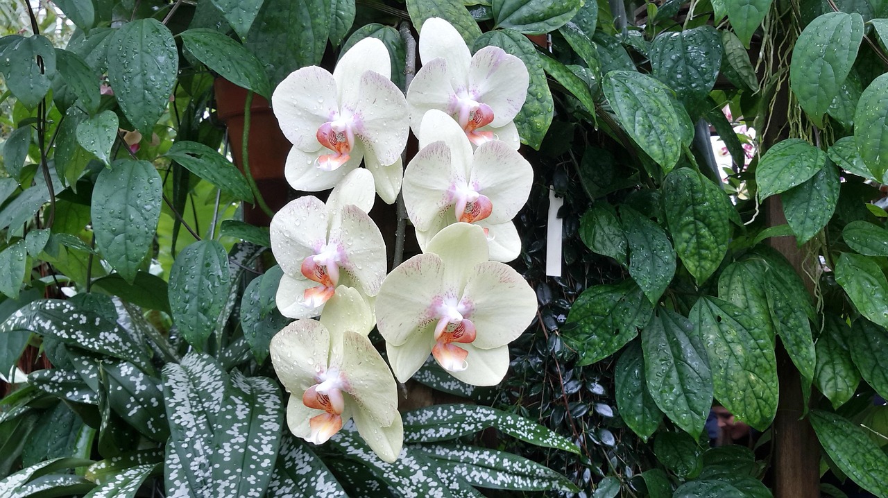 orchid, california, phalaenopsis, orchid, phalaenopsis, phalaenopsis, phalaenopsis, phalaenopsis, phalaenopsis