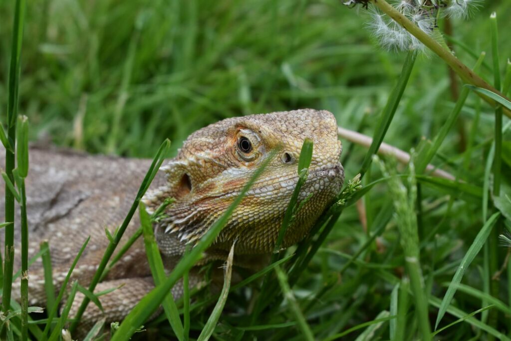 A detailed close-up of a bearded dragon lying in green grass, showcasing its texture and color.