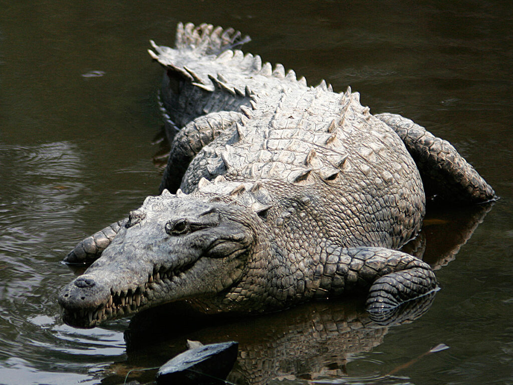 Social Learning Among Crocodilians