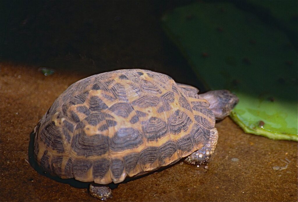 Madagascar Spider Tortoise