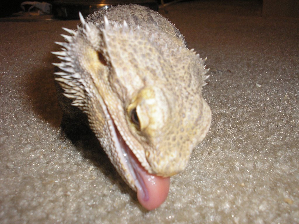 Bearded dragon licking the floor