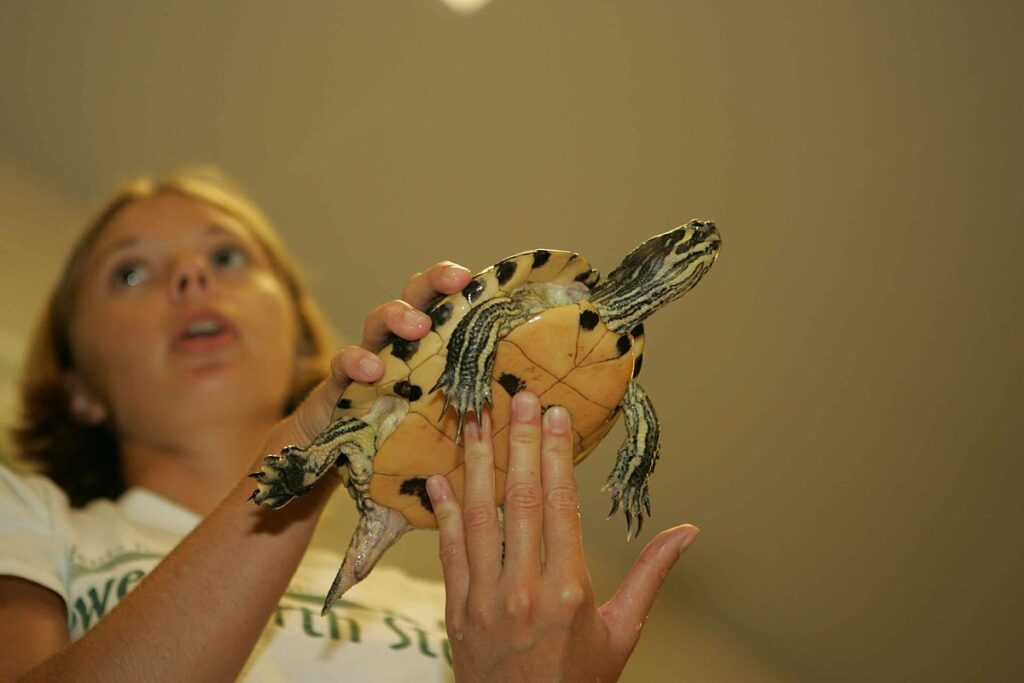 Human Interaction and Reptilian Response