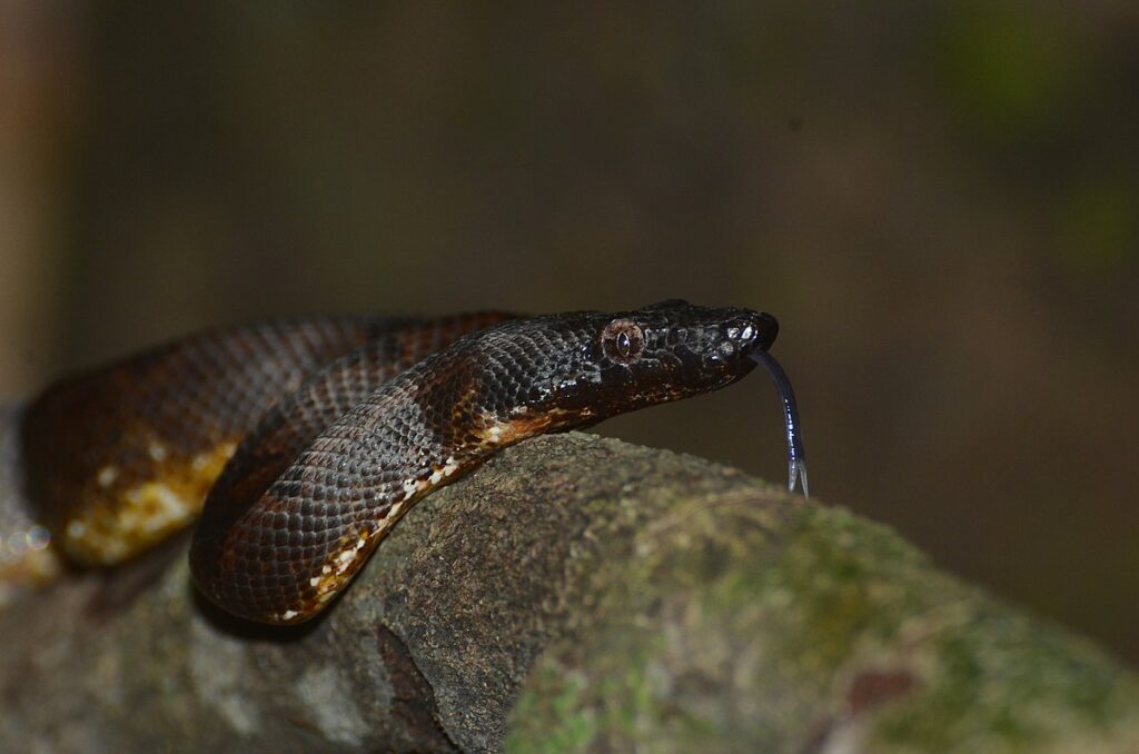 Round Island Boa (Casarea dussumieri)