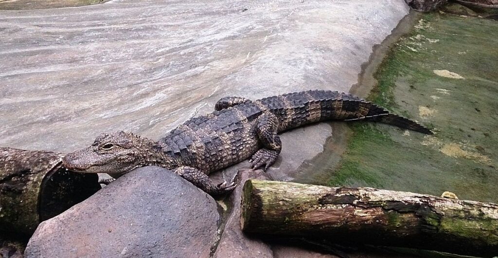 Chinese Alligator (Alligator sinensis)