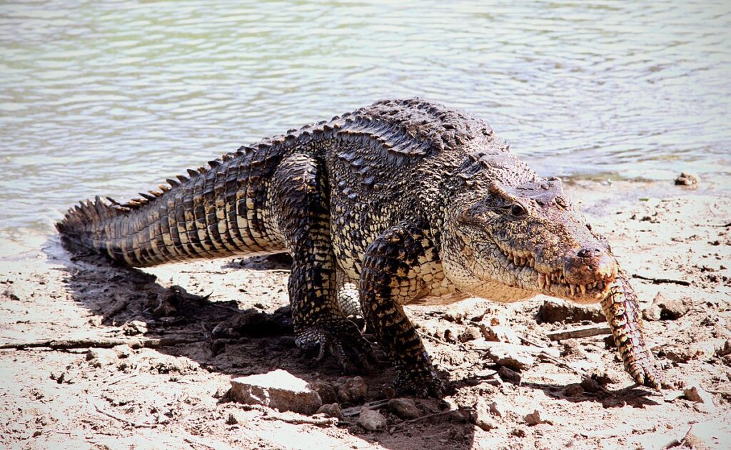 Cuban Crocodile (Crocodylus rhombifer)