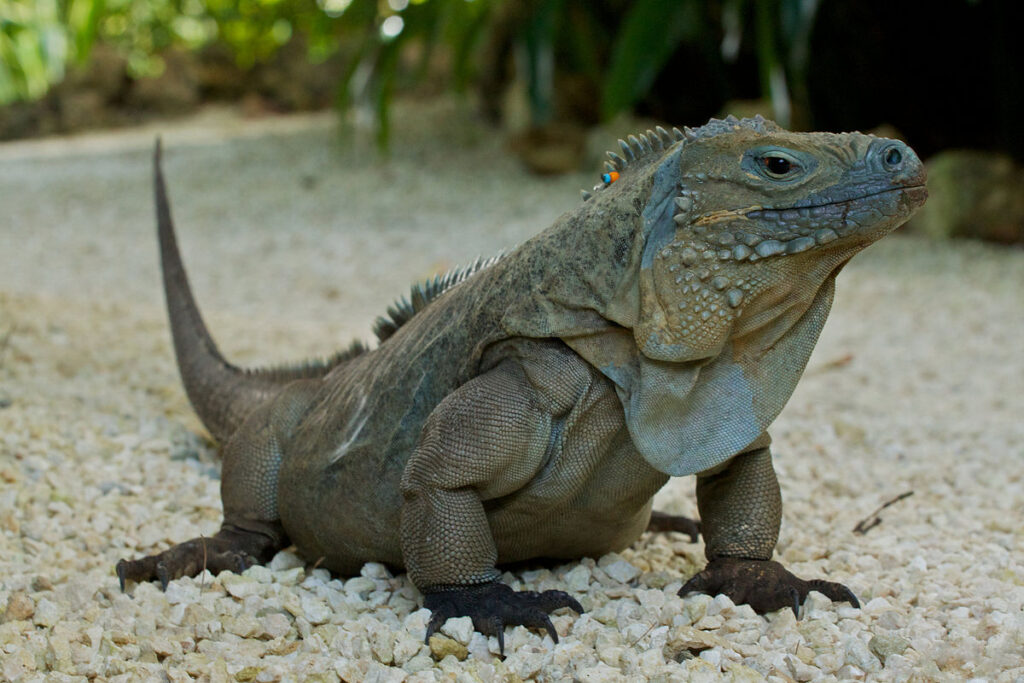 Grand Cayman Blue Iguana (Cyclura lewisi)