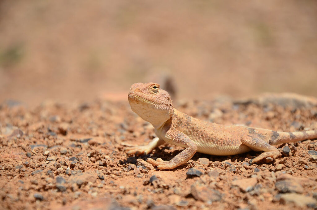 Social Behavior Variations by Habitat