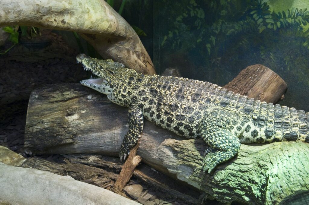 Cuban Crocodile