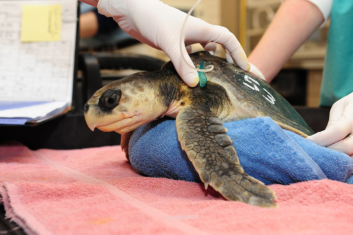 Why Turtles Are Particularly Vulnerable