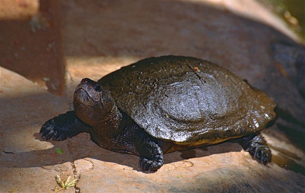 Madagascar Big-headed Turtle