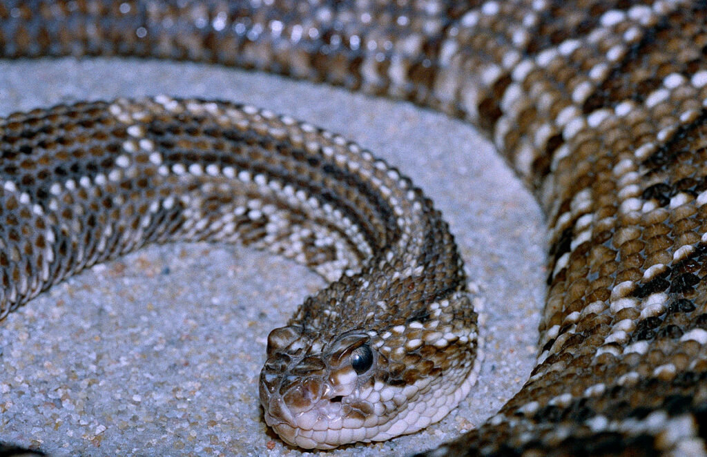 Tropical Rattlesnake
