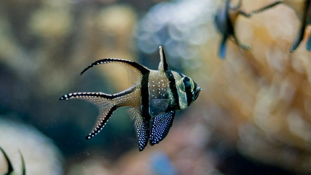 Close-up of an elegant Banggai cardinalfish swimming in a vibrant aquarium setting.