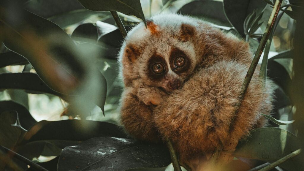 Intriguing slow loris curled up in foliage, showcasing wildlife beauty.