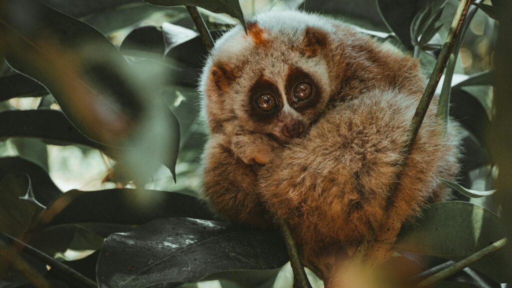 Intriguing slow loris curled up in foliage, showcasing wildlife beauty.